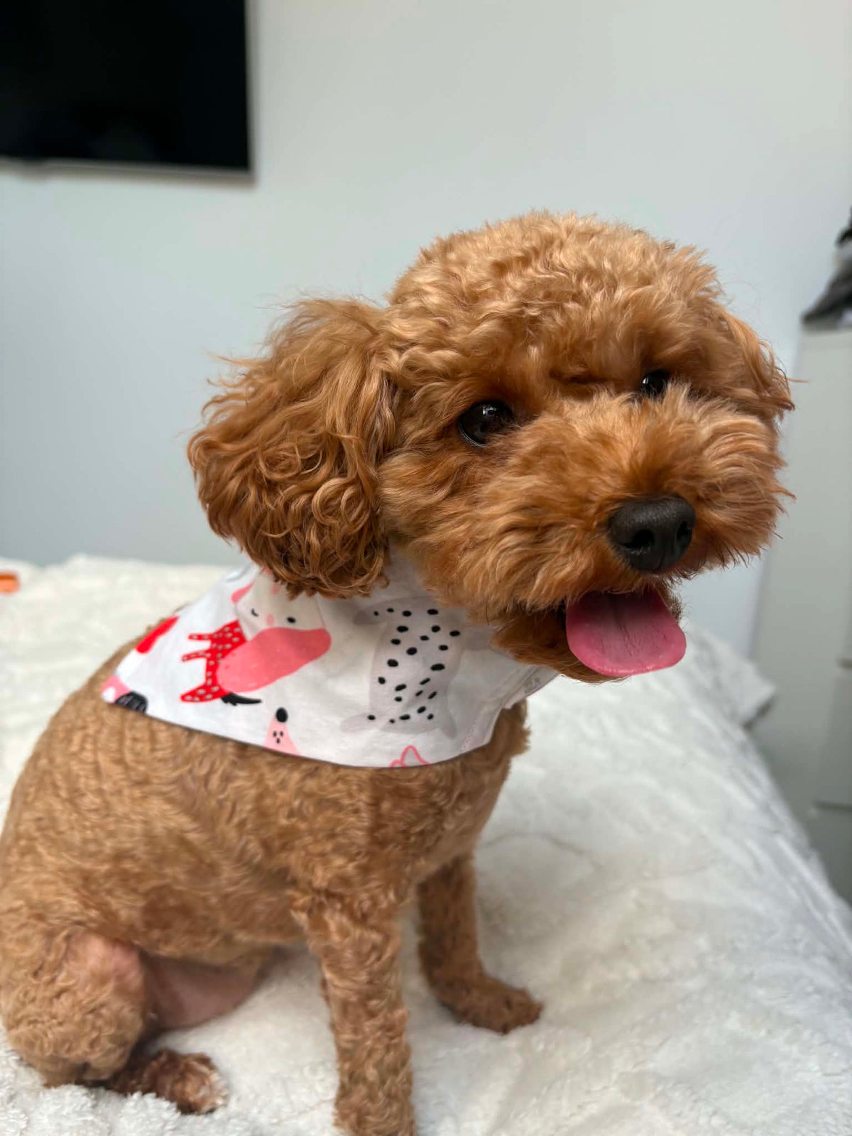🐾 THE HERO PUP BANDANA COLLECTION 🐾